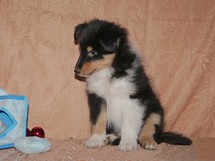 puppies