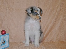 puppies