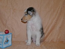 puppies