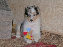 puppies