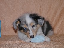 puppies