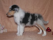 puppies