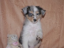 puppies