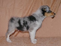 puppies