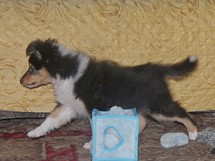 puppies
