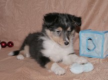 puppies