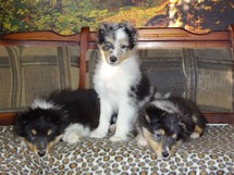 puppies