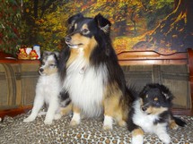 puppies