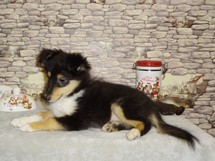 puppies