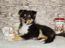 puppies