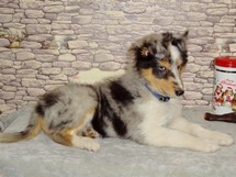 puppies