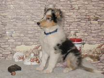 puppies