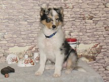 puppies