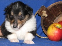 puppies