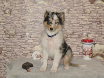 puppies