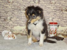 puppies