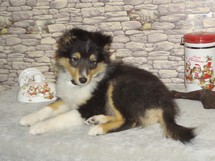 puppies