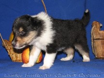 puppies