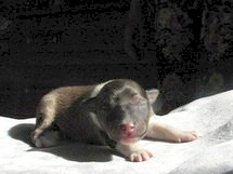 puppies