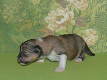 puppies