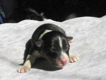 puppies