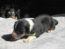 puppies