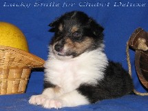 puppies