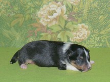 puppies