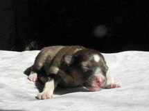 puppies