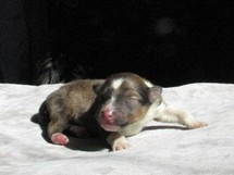 puppies