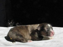puppies