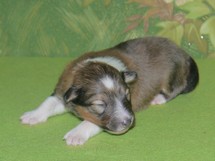 puppies