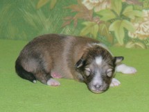 puppies