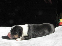 puppies