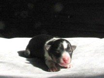 puppies