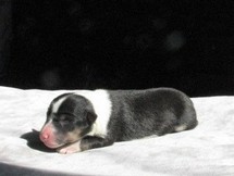 puppies