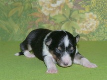 puppies