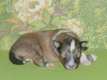 puppies