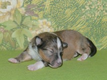 puppies