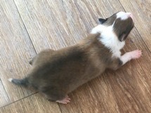 puppies