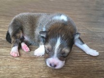 puppies