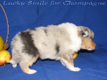 puppies