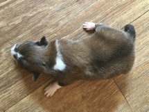 puppies