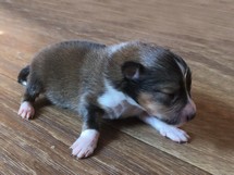 puppies