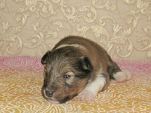 puppies