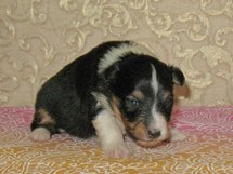 puppies