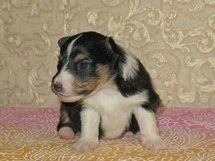 puppies