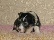 puppies