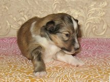 puppies