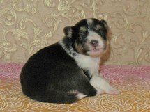 puppies